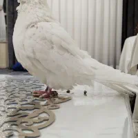 فروش کبوتر سفید