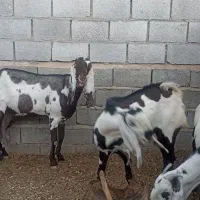 بز بیتال پنجابی|حیوانات مزرعه|جنت, |دیوار