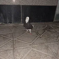 کبوتر شازده