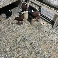 کبوتر|پرنده|تبریز, |دیوار