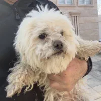 واگذاری سگ پاکوتاه