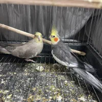 عروس هلندی نر و ماده مولد با جوجه