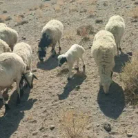 معاوضه میش با گاو|حیوانات مزرعه|یزد, |دیوار