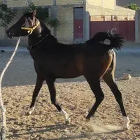 کره نریان