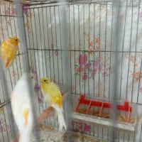 قناری|پرنده|بروجن, |دیوار