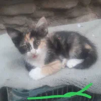 واگذاری بچه گربه