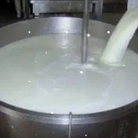 شیر تازه گاو محلی