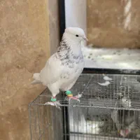 طوقی|پرنده|اندیشه, اندیشه فاز ۲|دیوار