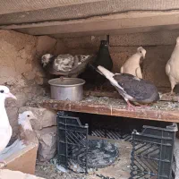 کبوتر زاق و تهرانی|پرنده|اسلام آباد, |دیوار