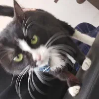 واگذاری بچه گربه و یک گربه تاکسیدو|گربه|ارومیه, |دیوار