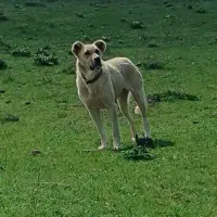 سگ سرابی ماده
