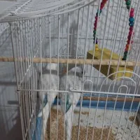 انگلیسی|پرنده|ابهر, |دیوار