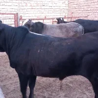 ۶راس گوساله نربومی