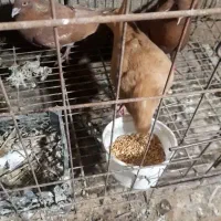 زرد‌‌  سرخ|پرنده|آبادان, |دیوار