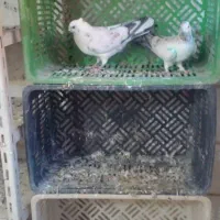 کبوتر پرشی|پرنده|شاهنجرین, |دیوار