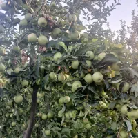 خرید سیب