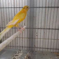 قناری طلایی سوپر