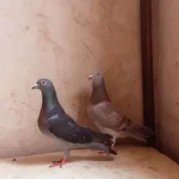 کفتر
