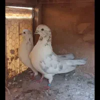 کفتر یه جفت خال پیس|پرنده|ری, شهرک نظامی|دیوار