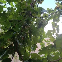 پردیس جاجرود خانه حیاط دار۱۳۴متر (معاوضه)|فروش آپارتمان|پردیس, سیاه سنگ|دیوار