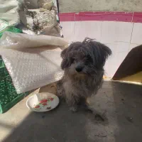 سک شیتزو شناسانه دار|سگ|میاندوآب, |دیوار