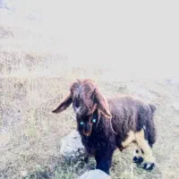 گندم کریم بز ،بره، بیگ