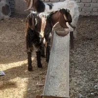 ۲تا بی مس قصابی وبزچاغ فروشن آدرس مورموری