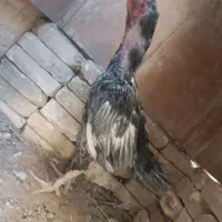 خروس لاری اصل