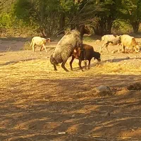 ۴عدد میش دوقلو زا شال افشار و قوچ هترو وبزوکهره|حیوانات مزرعه|کرمان, |دیوار