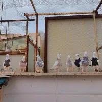 کبوتر طوقی سرور