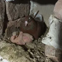 کبوتر دم سفید|پرنده|گناباد, |دیوار