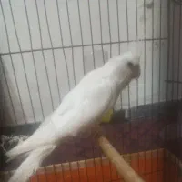 عروس هلندی|پرنده|بندرعباس, |دیوار