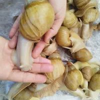 پرورش حلزون طبی درآمد بالا ۲۰ میلیون کار در منزل