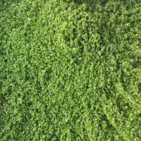 سبزی قورمه وکوکووآش وپلویی وشوید|خوردنی و آشامیدنی|اسلامشهر, شهرک محمدیه|دیوار