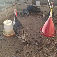 فروش بوقلمون بالغ جوان برنز تازه تخم ،بالای ۸۵درصد|حیوانات مزرعه|رودشت (اصفهان), |دیوار