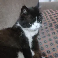 واگذاری (رایگان) گربه