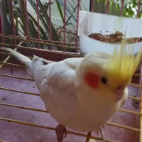 عروس هلندی|پرنده|پاوه, |دیوار