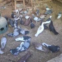 کبوتر جمع|پرنده|شیراز, قصرالدشت|دیوار