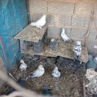 کبوتر|پرنده|سیرجان, |دیوار