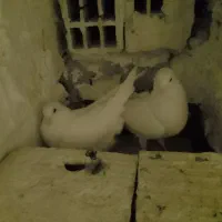 کبوتر سفید پاک|پرنده|اردکان, |دیوار