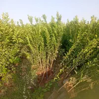 فروش انواع نهال مرکبات گلدانی|گل و گیاه طبیعی|عنبرآباد, |دیوار