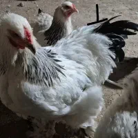 تخم نطفه دار برهما