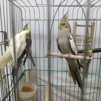 عروس هلندی|پرنده|رشت, حمیدیان|دیوار