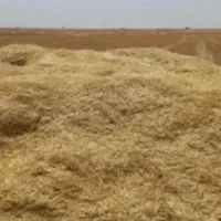 کاه  گندم دیم
