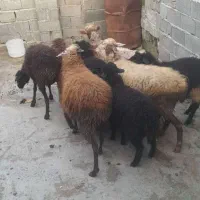 میش وبره|حیوانات مزرعه|سورک, |دیوار