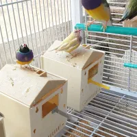 فروش فنچ گلدین .. وعروس هلندی رام|پرنده|همدان, |دیوار