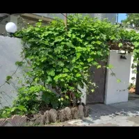 ویلا دوخوابه نزدیک دریا|اجارهٔ کوتاهمدت آپارتمان و سوئیت|محمودآباد, |دیوار