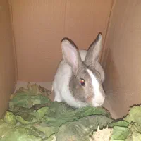 خرگوش|موش و خرگوش|ابریشم, |دیوار