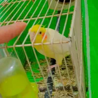 عروس هلندی|پرنده|مشهد, امیرآباد|دیوار