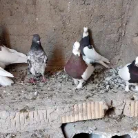 کبوتر طوقی|پرنده|داراب, |دیوار